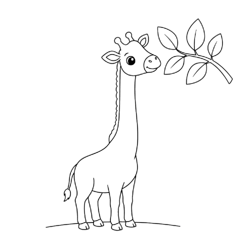 Giraffes